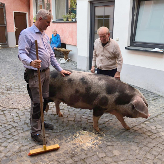Pflegebauernhof Schwein Leute Foto Zukunft Pflegebauernhof.JPG